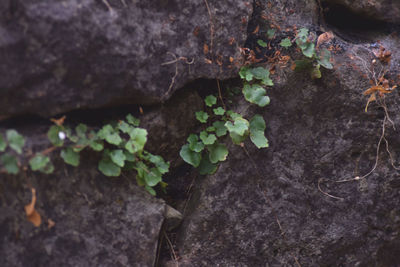 High angle view of plant growing on rock