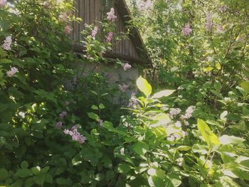 Flowers growing on tree