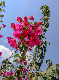 Low angle view of pink flowering plant against sky