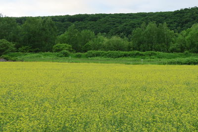 Scenic view of grassy field against trees