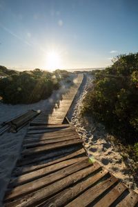 Sun shining through trees