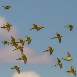 Birds flying in sky