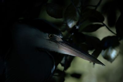 Close-up of a bird