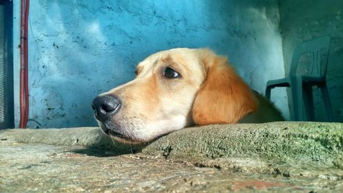 Close-up of dog relaxing