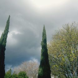 Trees against sky