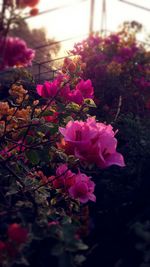 High angle view of pink flowering plant