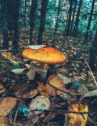 Close-up of mushrooms on tree trunk in forest