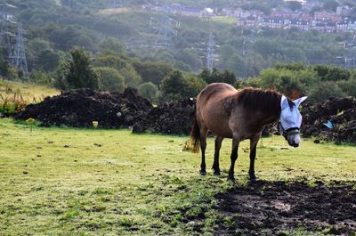 Horse standing in a field