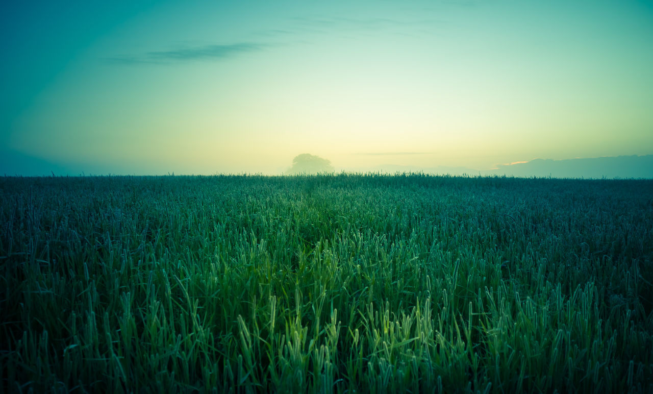 SCENIC VIEW OF FARM AGAINST SKY