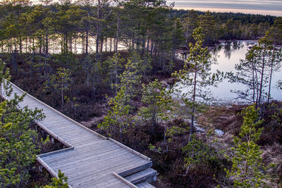 High angle view of trees by lake in forest