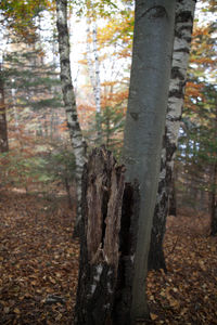 Tree trunk in forest
