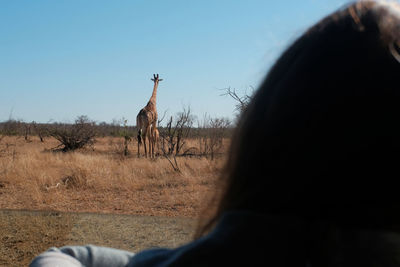 Portrait of horse on field against sky