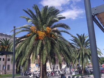 Palm trees against sky