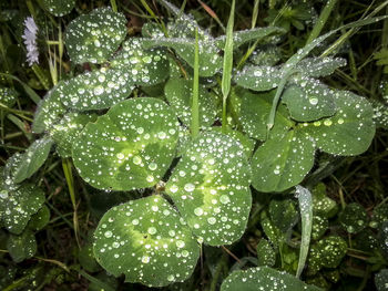 Close-up of wet plants