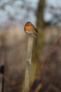Bird perching on pole outdoors