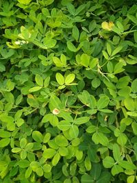 Full frame shot of green leaves