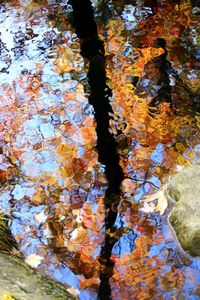 High angle view of autumn leaves floating on lake