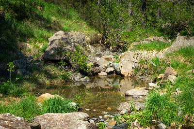View of a cat resting on rock