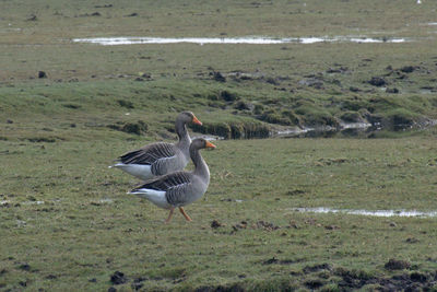 Seagull flying over a field