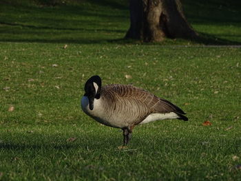 High angle view of bird on field