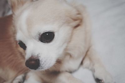 Close-up portrait of a white dog