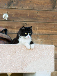 Portrait of a cat sitting on wood