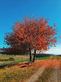 Trees on field against clear sky during autumn