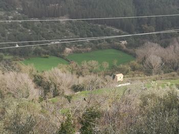 Dog on landscape in forest