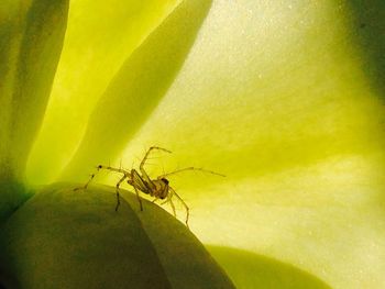 Close-up of insect on leaf