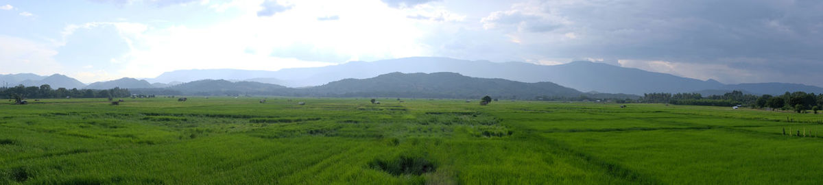 Scenic view of agricultural field against sky