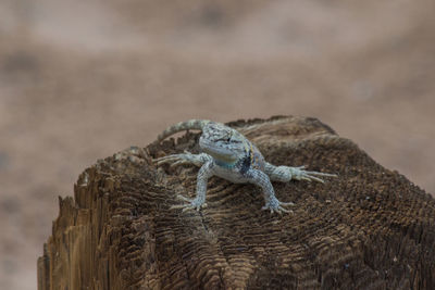 Close-up of lizard on wood