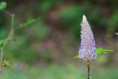 Close-up of purple flowering plant