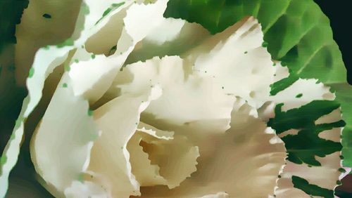 Close-up of white flowers