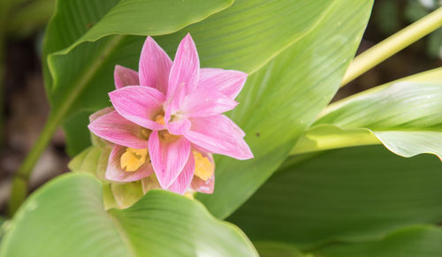 Close-up of pink lotus water lily