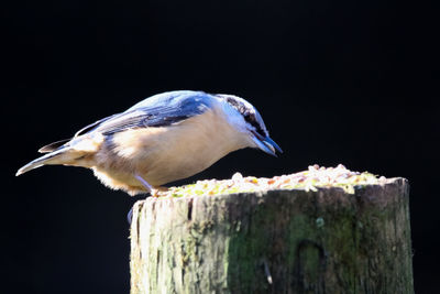 Close-up of bird perching on wooden post