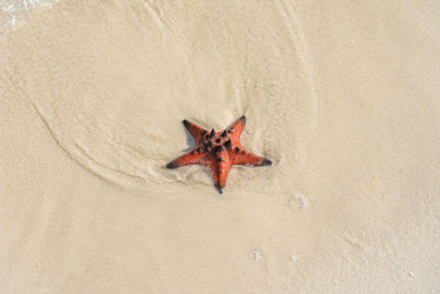 High angle view of crab on beach