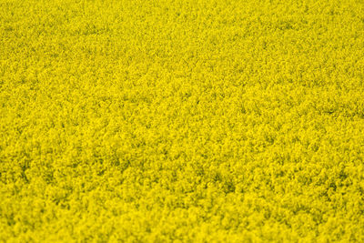 High angle view of yellow flowering field