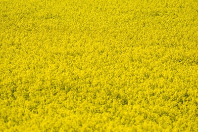 High angle view of yellow flowering field