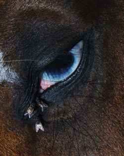 Close-up of cat