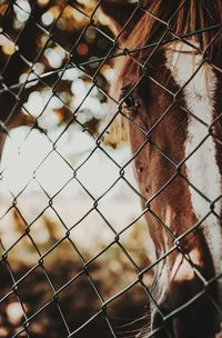 Close-up of chainlink fence