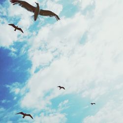 Low angle view of birds flying against sky