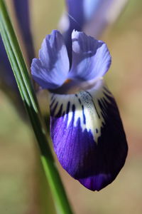 Close-up of purple iris