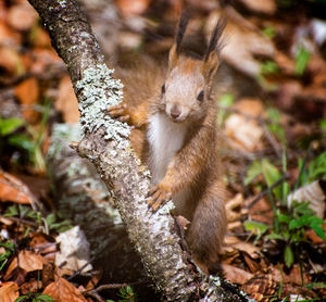 Squirrel on a tree