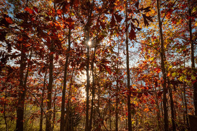 Scenic view of trees in forest during autumn