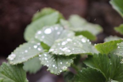 Close-up of leaves on plant