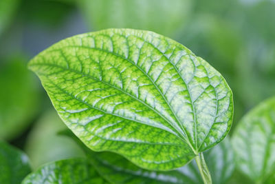 leaf