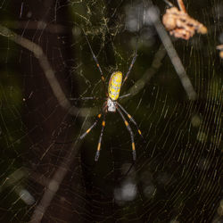 spider web