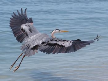 Full length of gray heron flying over water