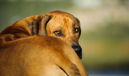 Close-up portrait of dog standing outdoors