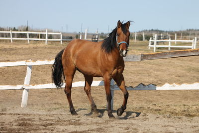 Horse in paddock against sky